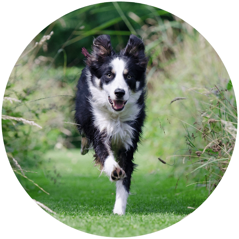 Rueckruf Training Hund Frau geht mit ihrem Hund dabei schaut der Hund zu ihr