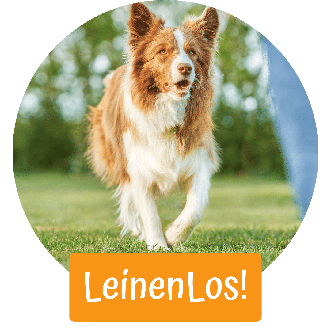 Freilauf Hundeschule Siegenburg