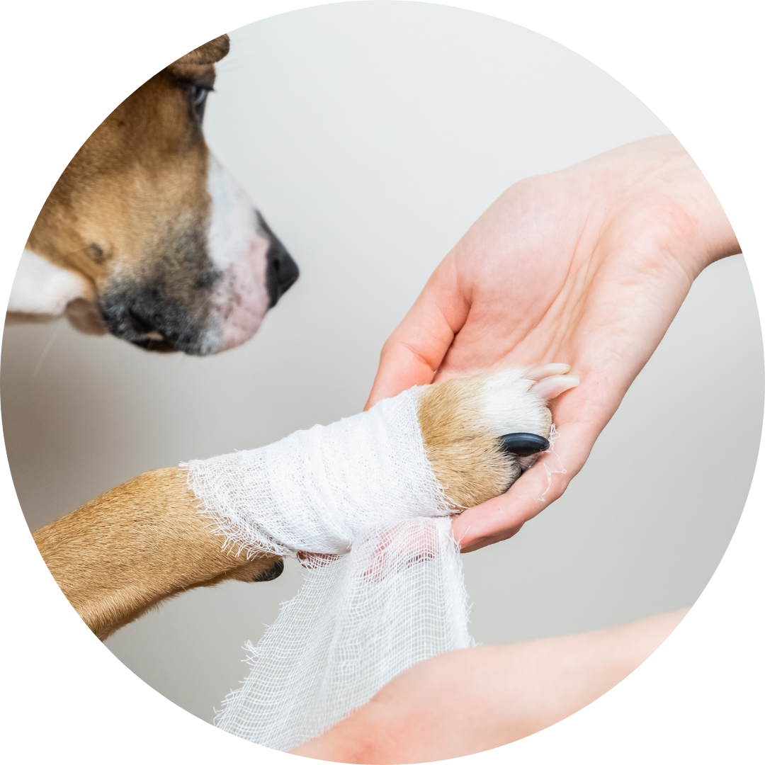 Erste-Hilfe-Kurs-Hund Erste Hilfe am Hund, Hundepfote verbinden,