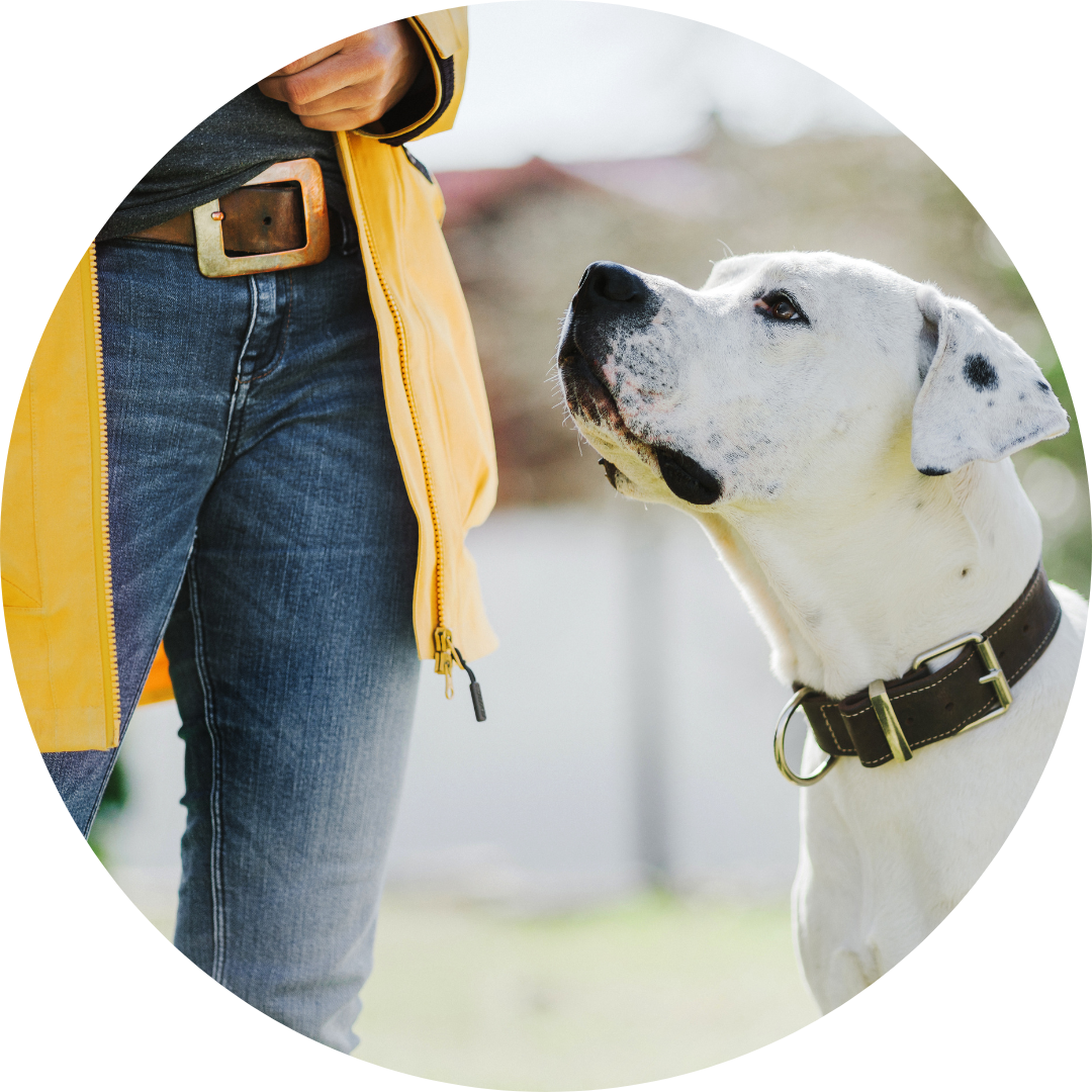 Mensch-Hund-Team Hundetraining