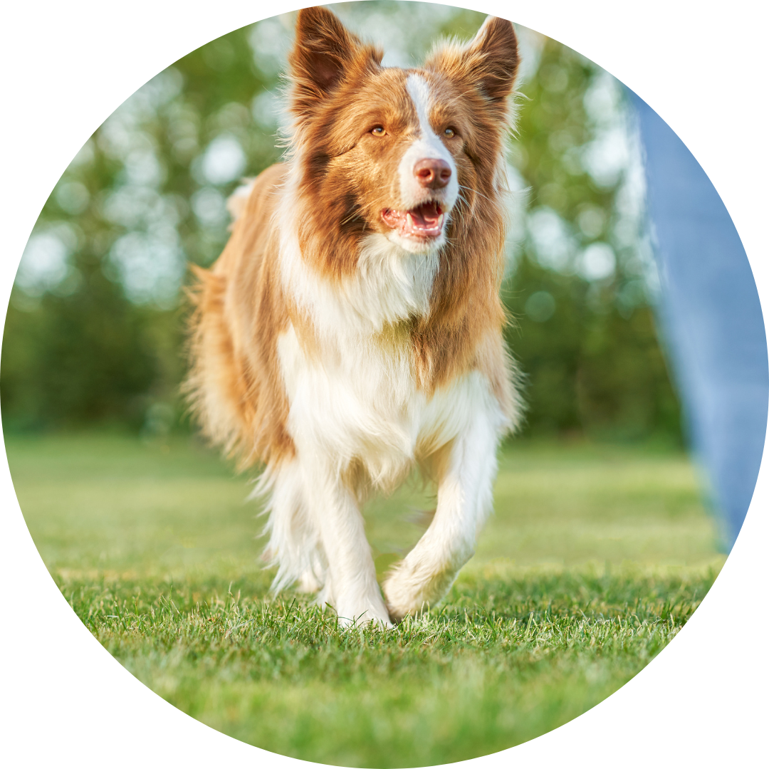 Mädchen mit Leckerlie in der Hand läuft mit ihrem Hund