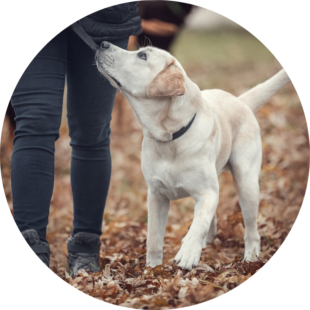 Grunderziehung Hundeschule Siegenburg Frau geht mit ihrem Hund dabei schaut der Hund zu ihr