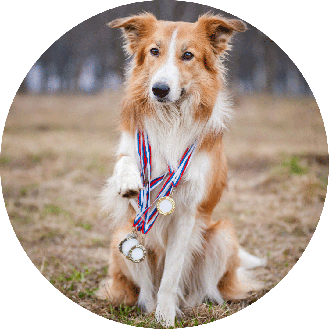 Talent-Scout Hund mit Medaillien