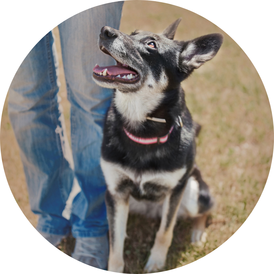 Frau geht mit ihrem Hund dabei schaut der Hund zu ihr