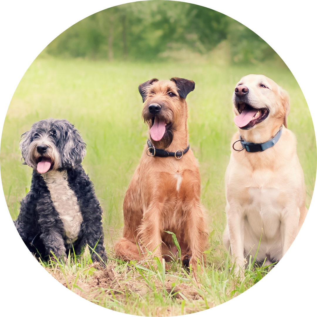 3 Hunde die in der Wiese sitzen
