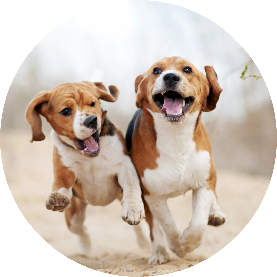Sozial-Spielgruppe zwei Hunde die nebeneinander laufen