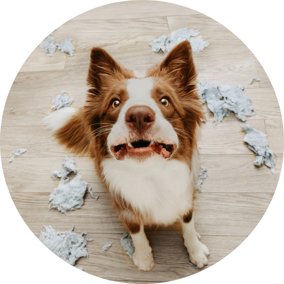 brauner Hund hat etwas kaputt gemacht