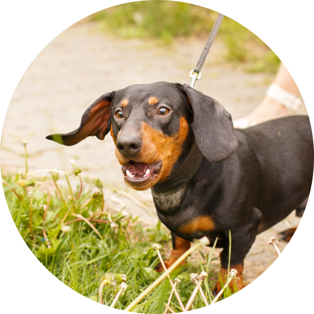 Mensch-Hund-Team Hundetraining