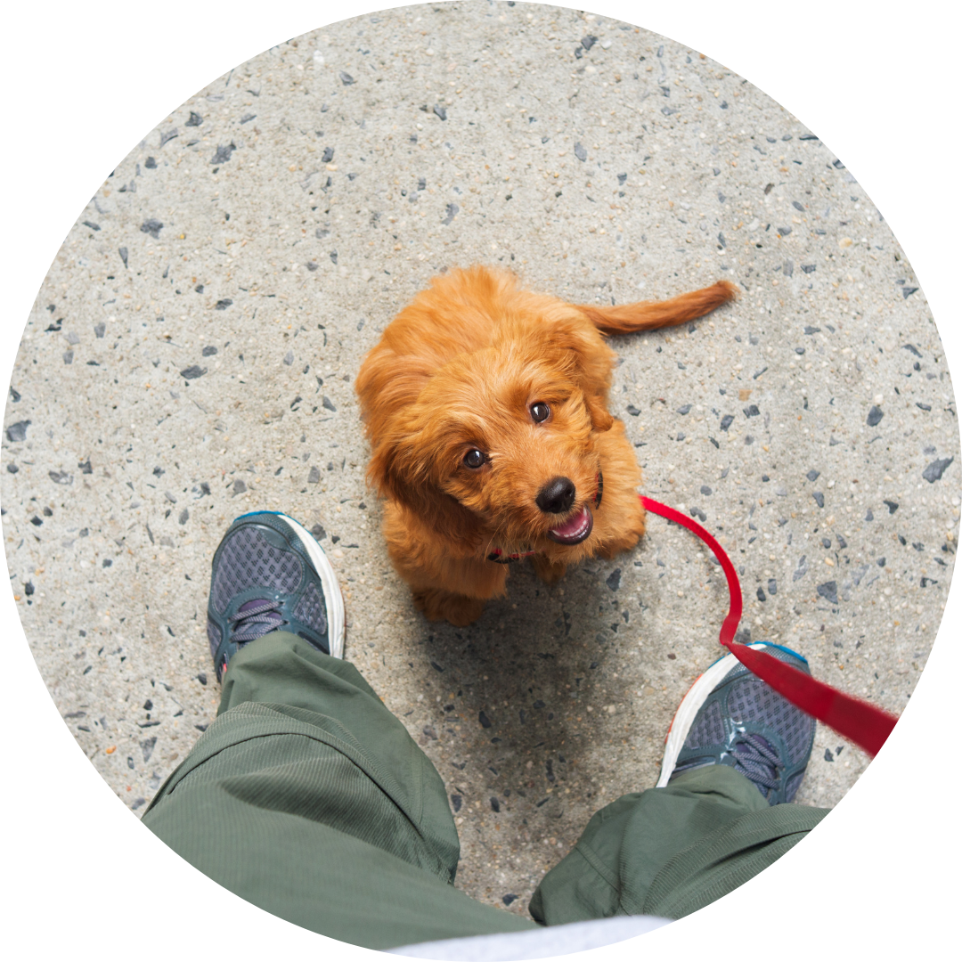 Hund sitz in der Wiese und schaut