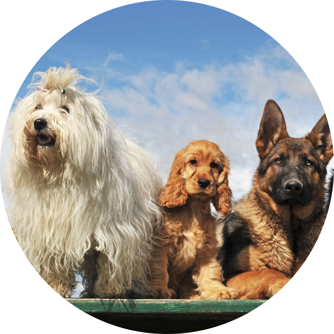 Sozialkompetenz Mensch-Hund-Team Hundetraining