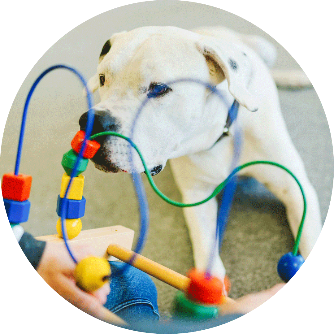 Kopfarbeit für Hunde Hund spielt mit Motorikschleife
