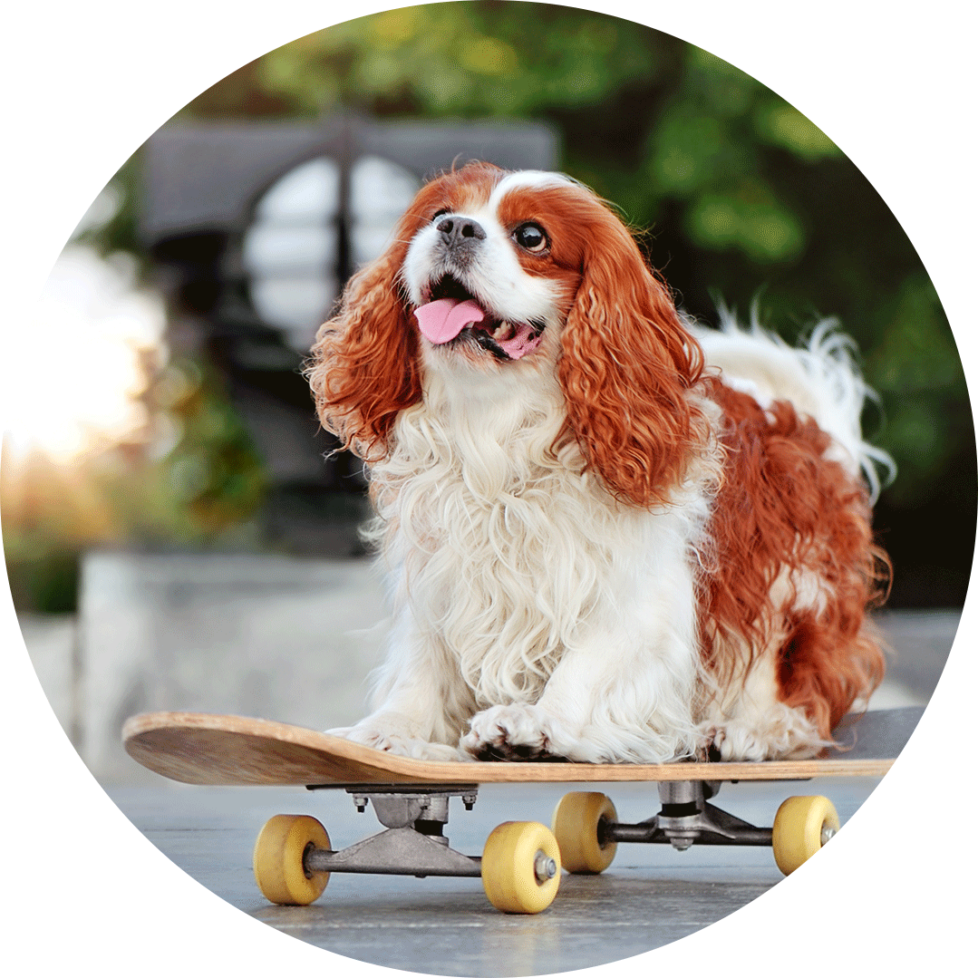 Talent-Scout Hund auf Skatbord