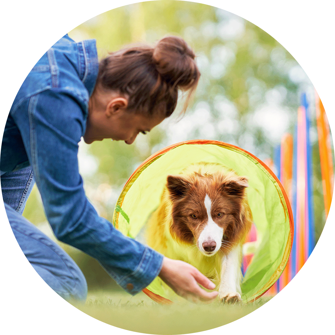 Talent-Scout Hund läuft durch einen Tunnel, Frau hält die Hand Richtung Hund