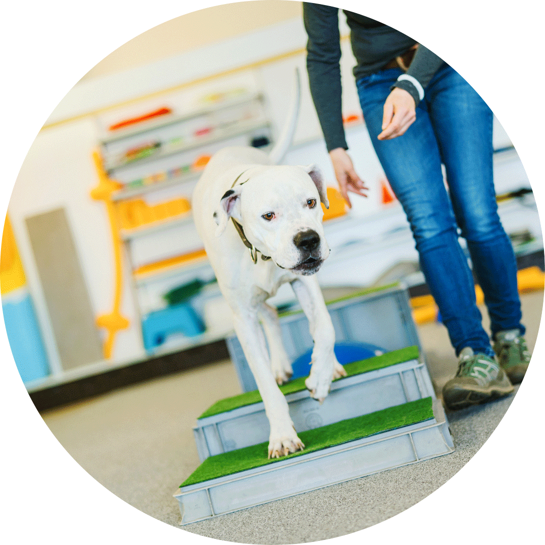 Hund auf Podest Mensch läuft daneben