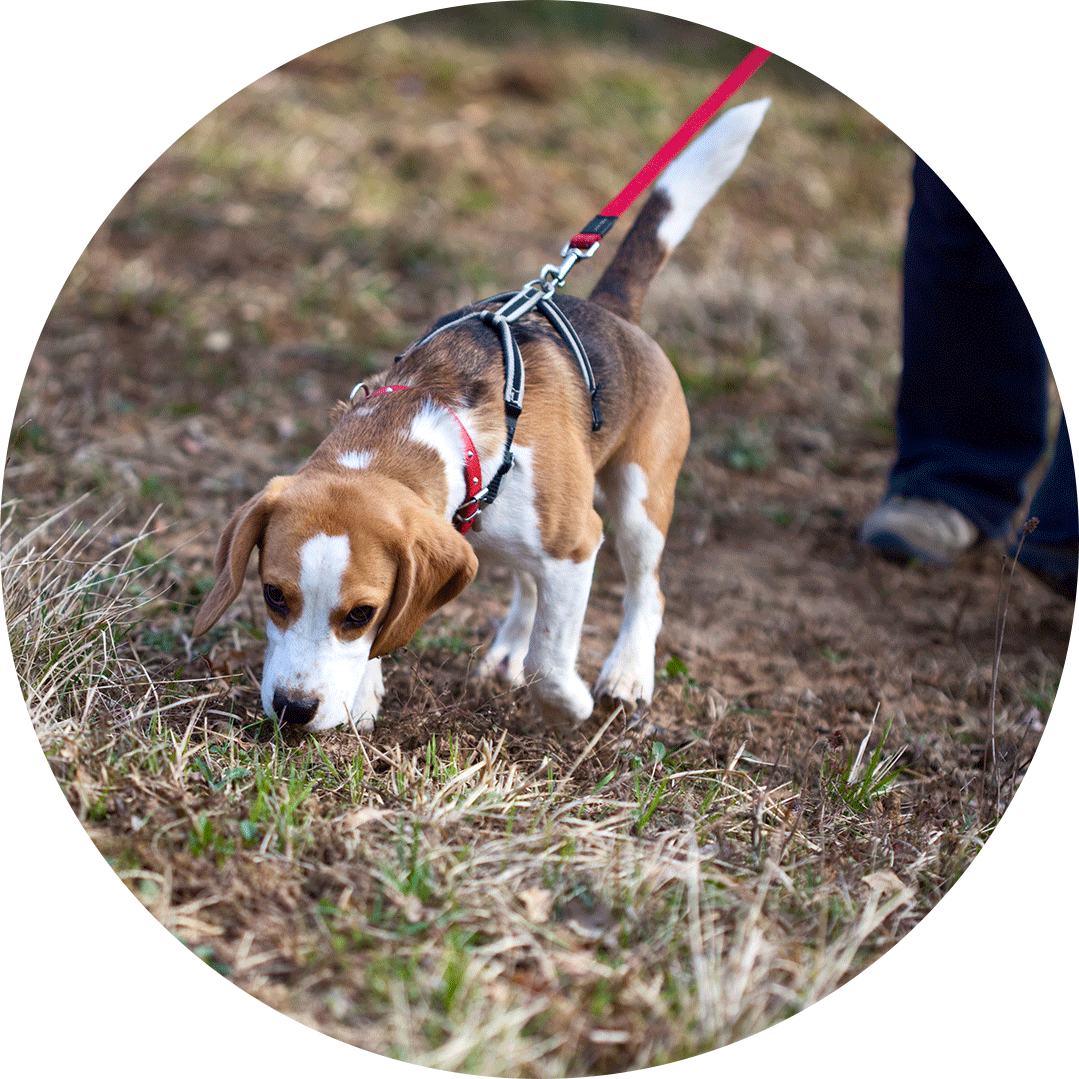 talentierter Schnüffler Hund schnüffelt am Boden