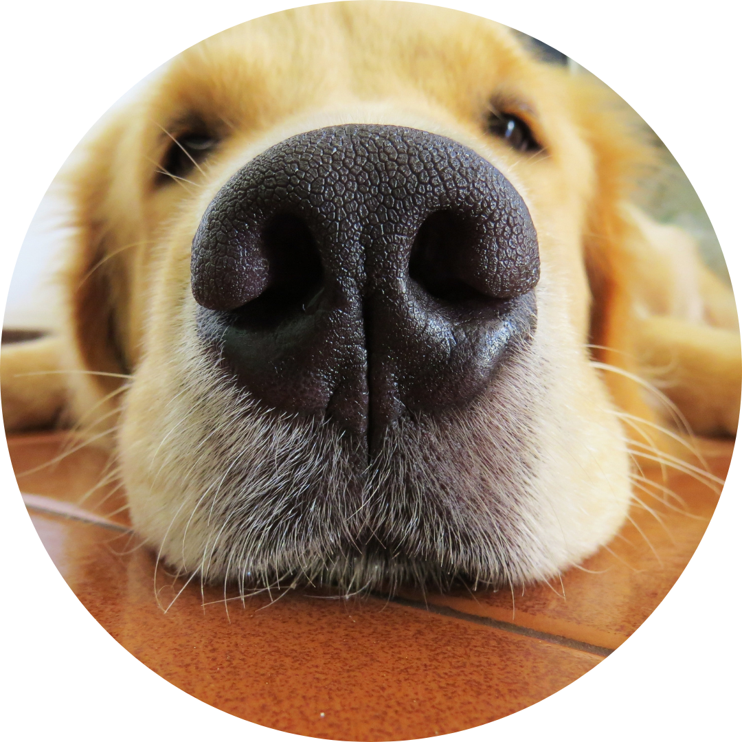 Hund spielt mit Motorikschleife