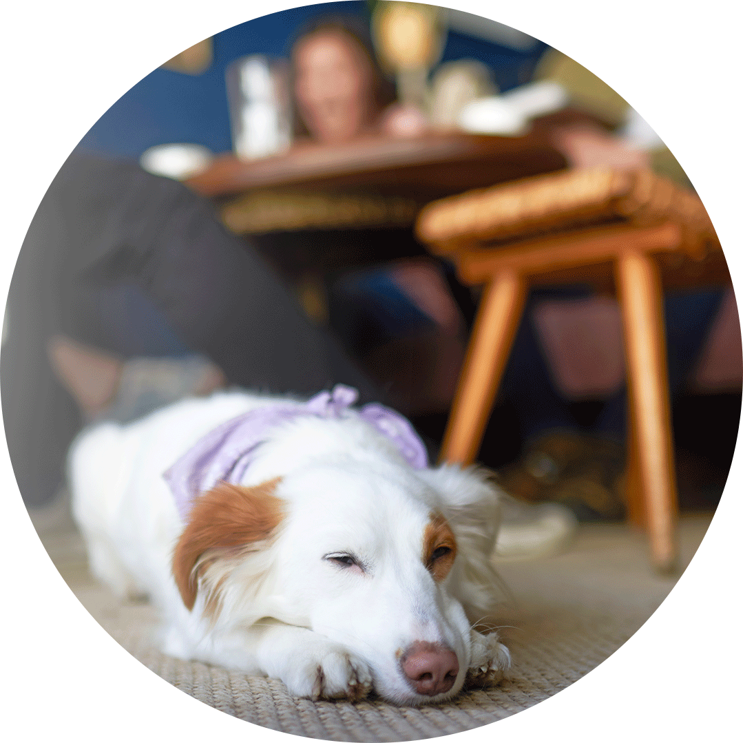 Hundeführerschein Siegenburg