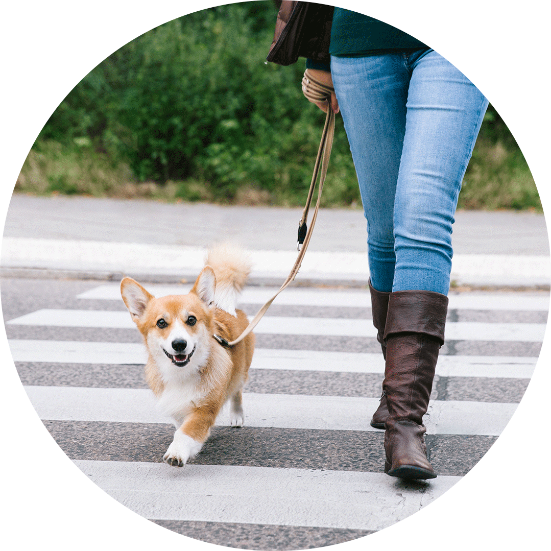 Hund mit Frau im Sonnenlicht